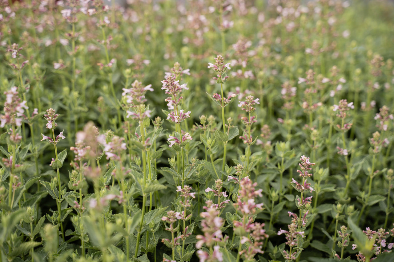 Kissanminttu Dawn to Dusk, Loukykvět