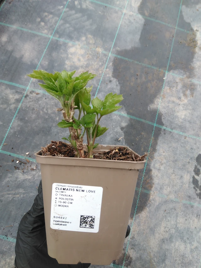 Clematis New Love - 1. 4. 2026