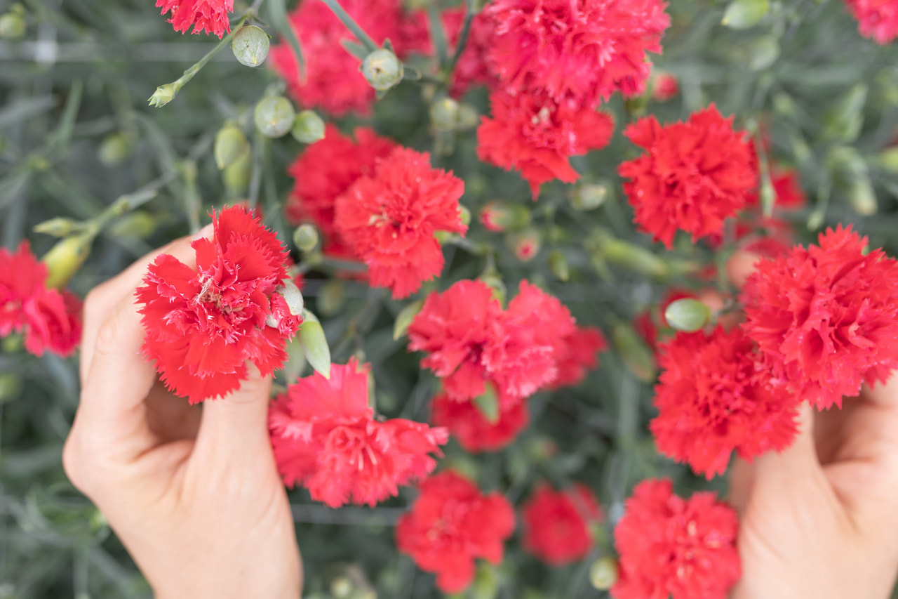 Nellike Chabaud Legion of Honour, Loukykvět