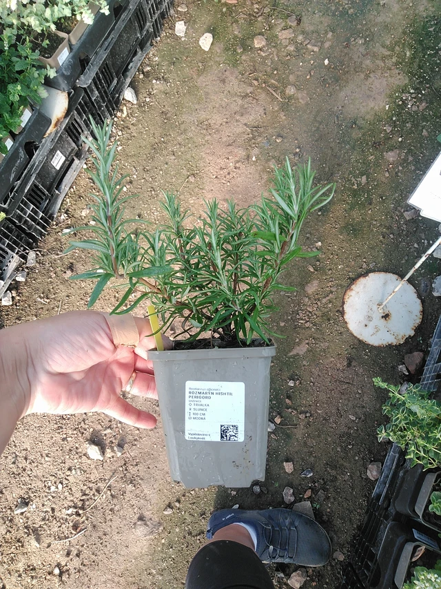 Rosmariini Hishtil Perigord - 19. 8. 2025