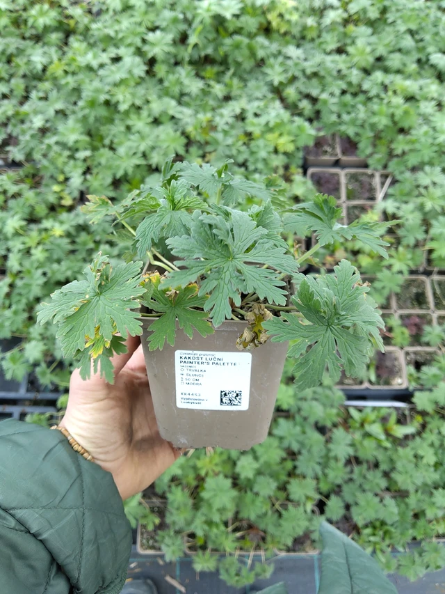 Kyläkurjenpolvi Painter’s Palette - 21. 4. 2026