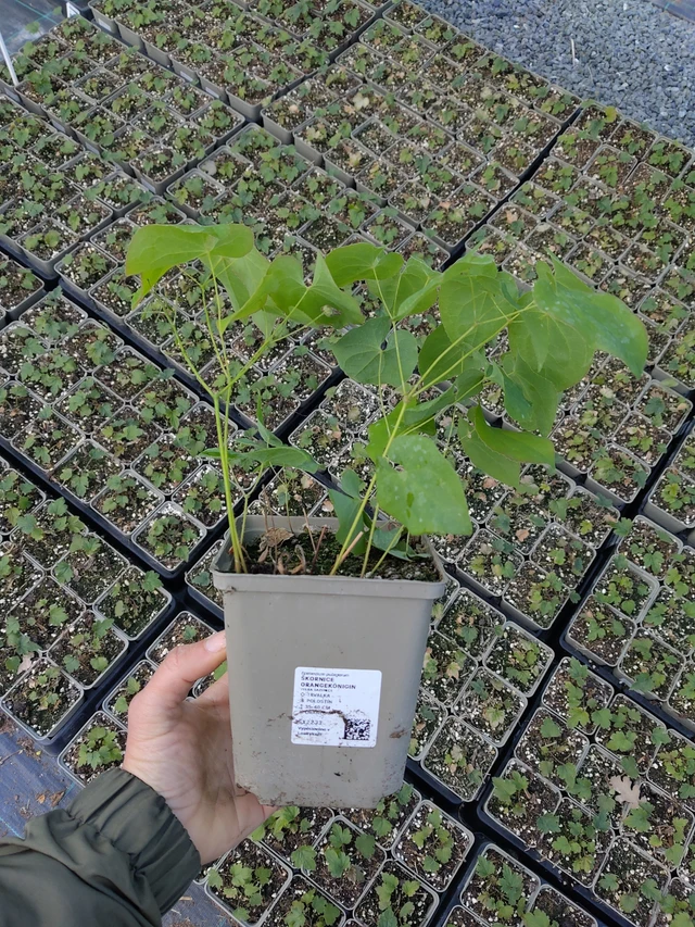 Epimedium Orangekönigin - 13. 5. 2026