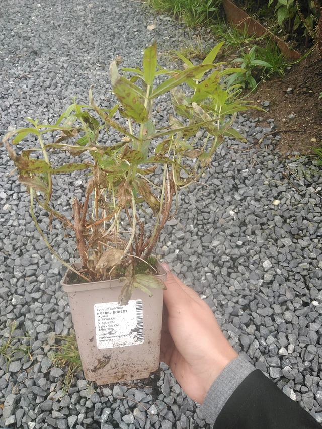 Rantakukka Robert - 10. 10. 2025