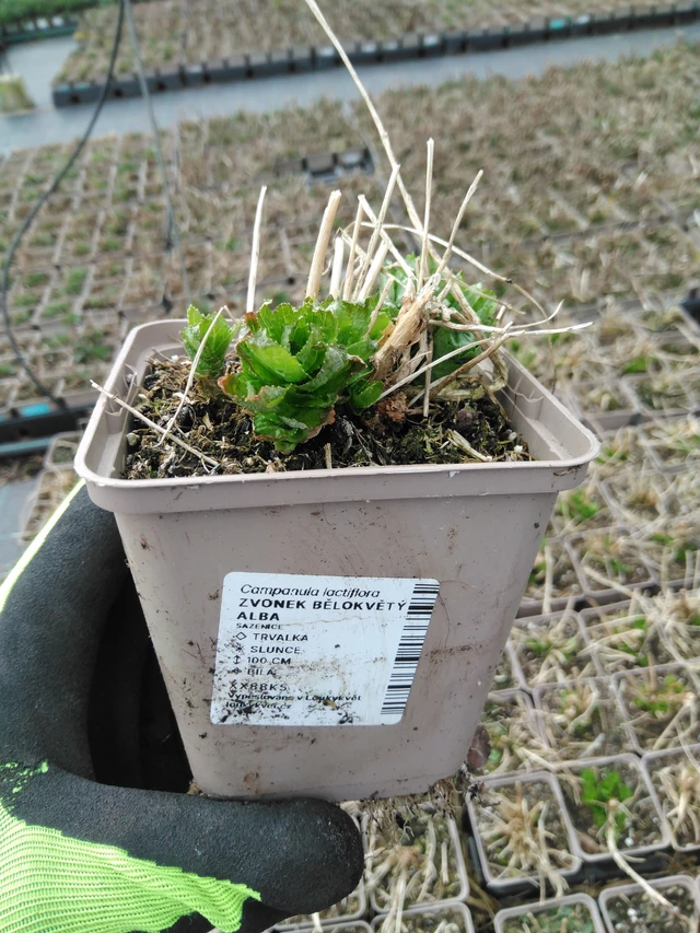 Maitokello Alba - 8. 4. 2025