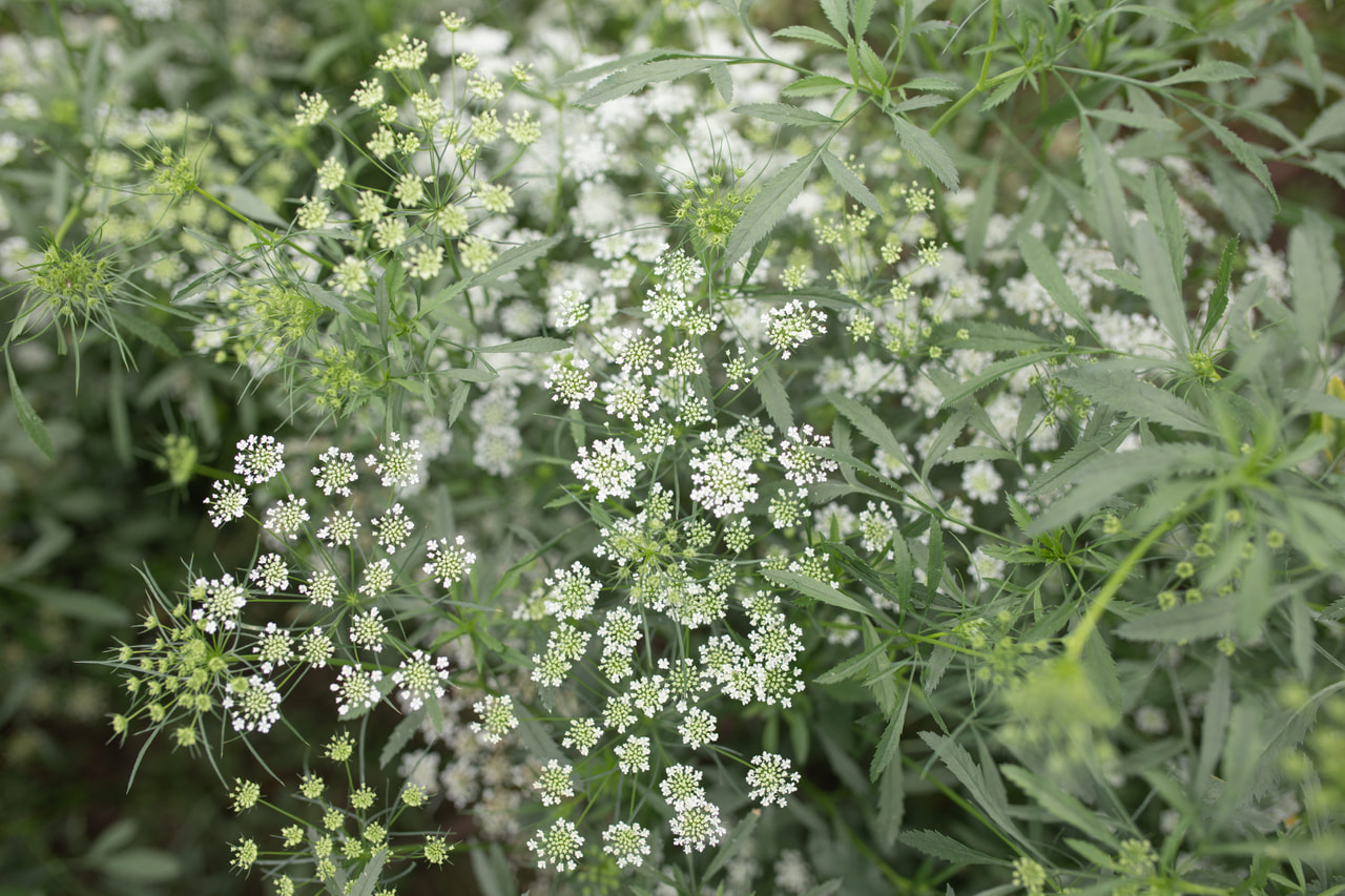 Bishop's Flower Graceland, Loukykvět