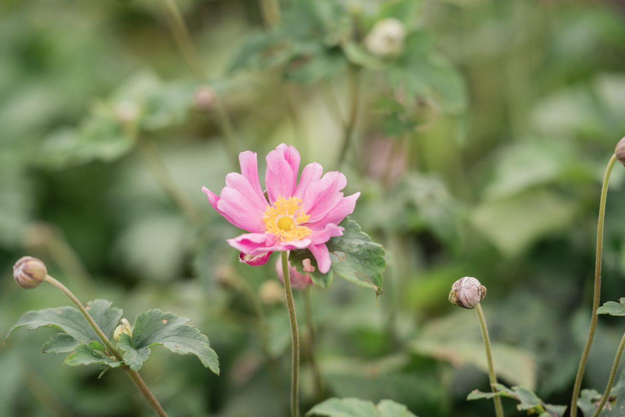 Syysvuokko Prinz Heinrich, Loukykvět