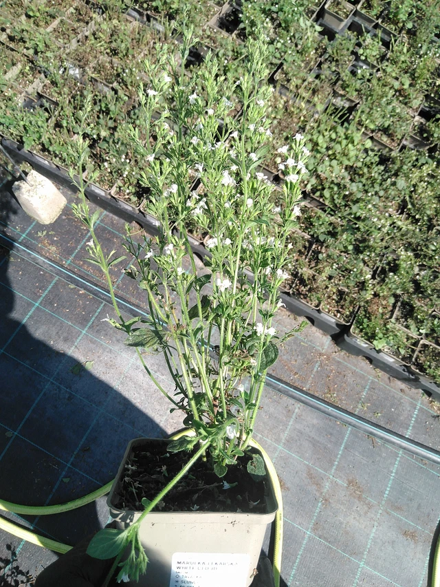 Käenminttu White Cloud  - 19. 8. 2025