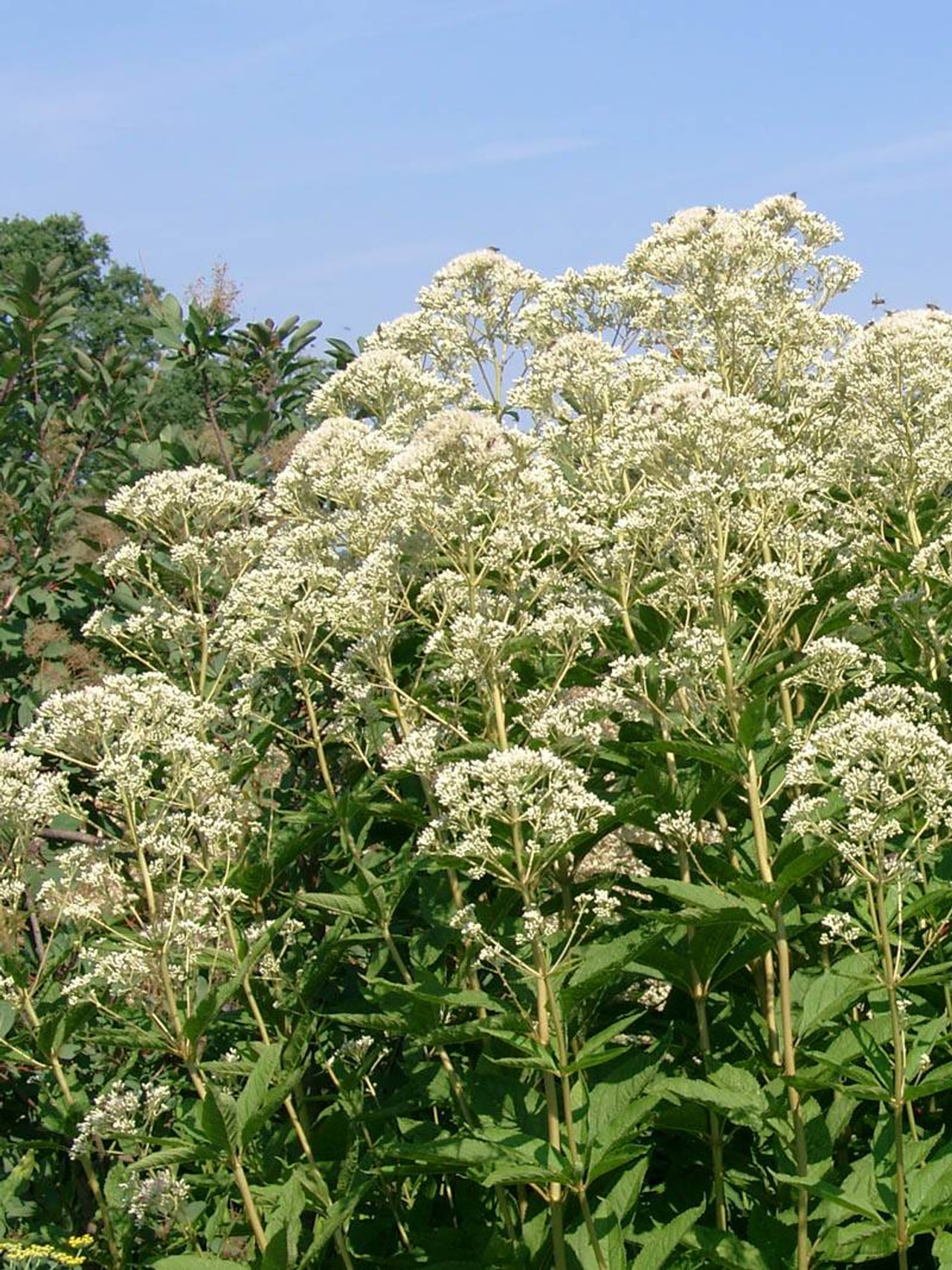 Punalatva Album, Loukykvět