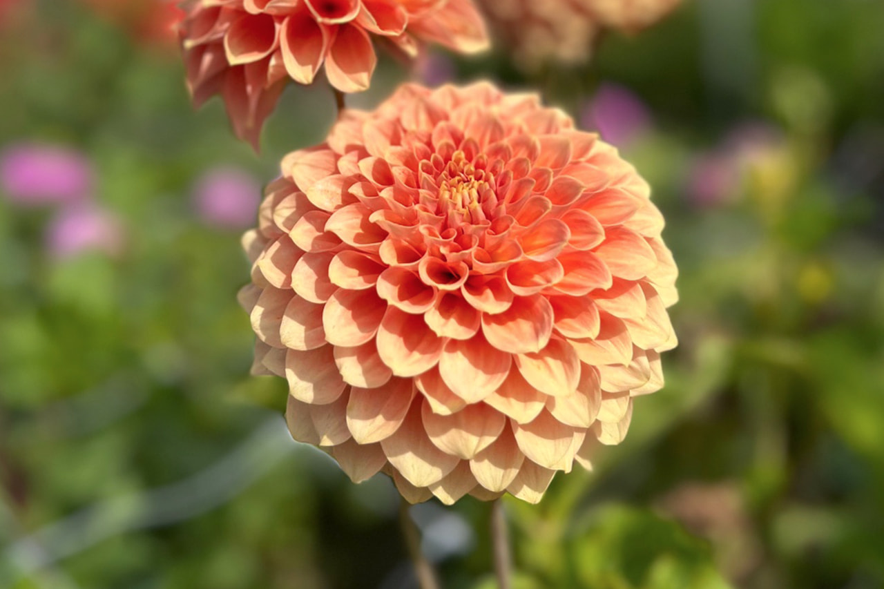 Dália Freeman, Loukykvět