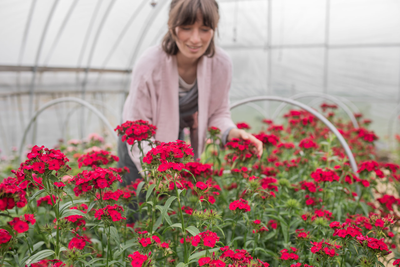 Clavel del poeta Sweet Cherry, Loukykvět