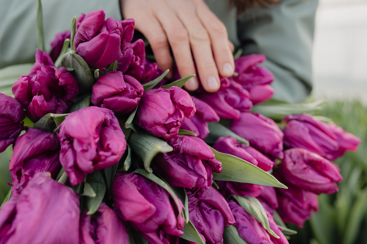Tulppaani Parrot Prince, Loukykvět
