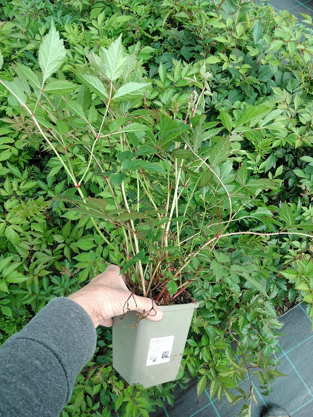 Jaloangervo Cattleya - 9. 6. 2025