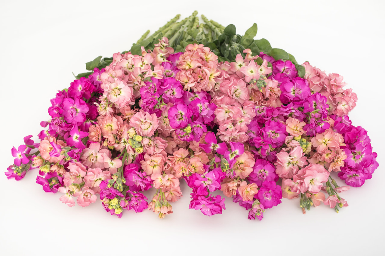 Alhelí StoX Azaleas Patch Mix, Loukykvět