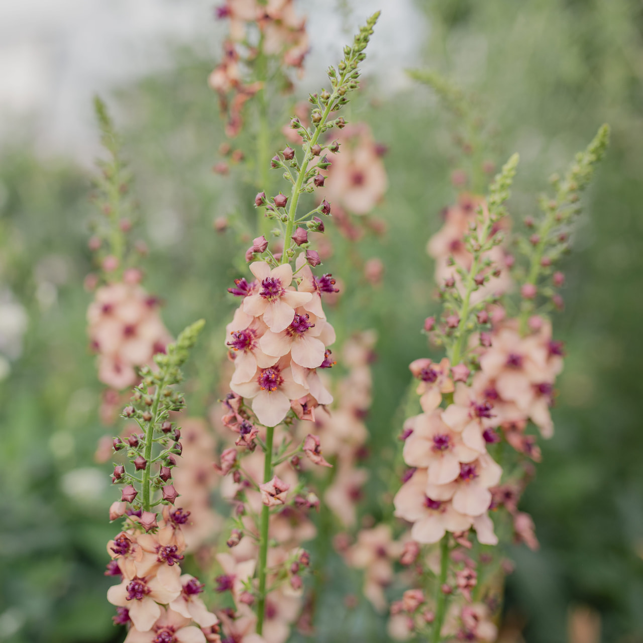 Kongelys Southern Charm, Loukykvět