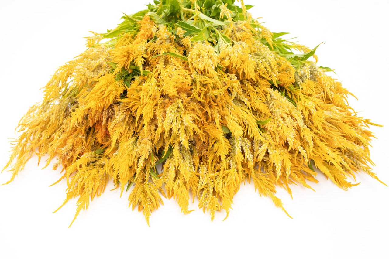 Kukonharja Golden Plume, Loukykvět