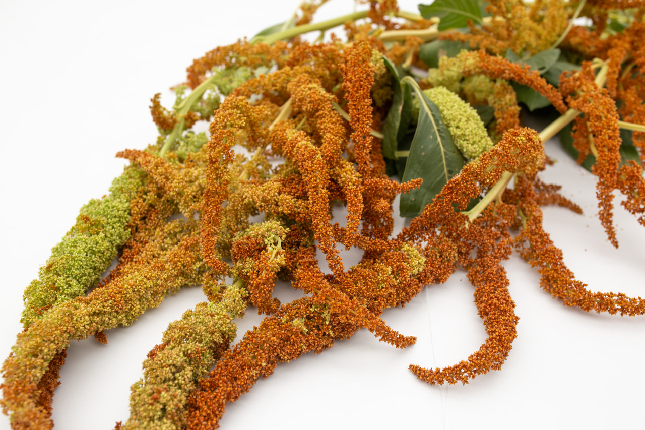 Amaranth Autumn’s Touch, Loukykvět