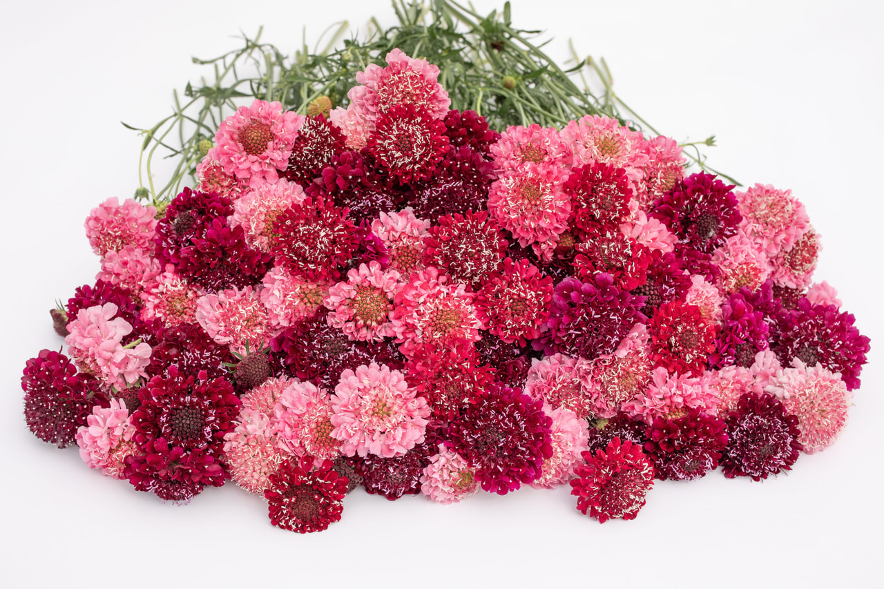 Törmäkukka Berries Mix, Loukykvět