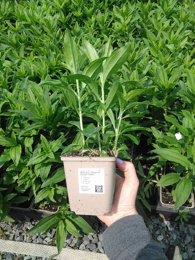 Rohtosuopayrtti Rosea Plena - 9. 6. 2025