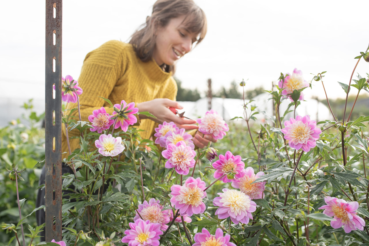 Daalia Take off, Loukykvět