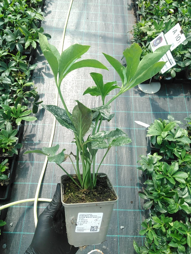 Jouluruusu Pretty Ellen White Spotted - 19. 8. 2025