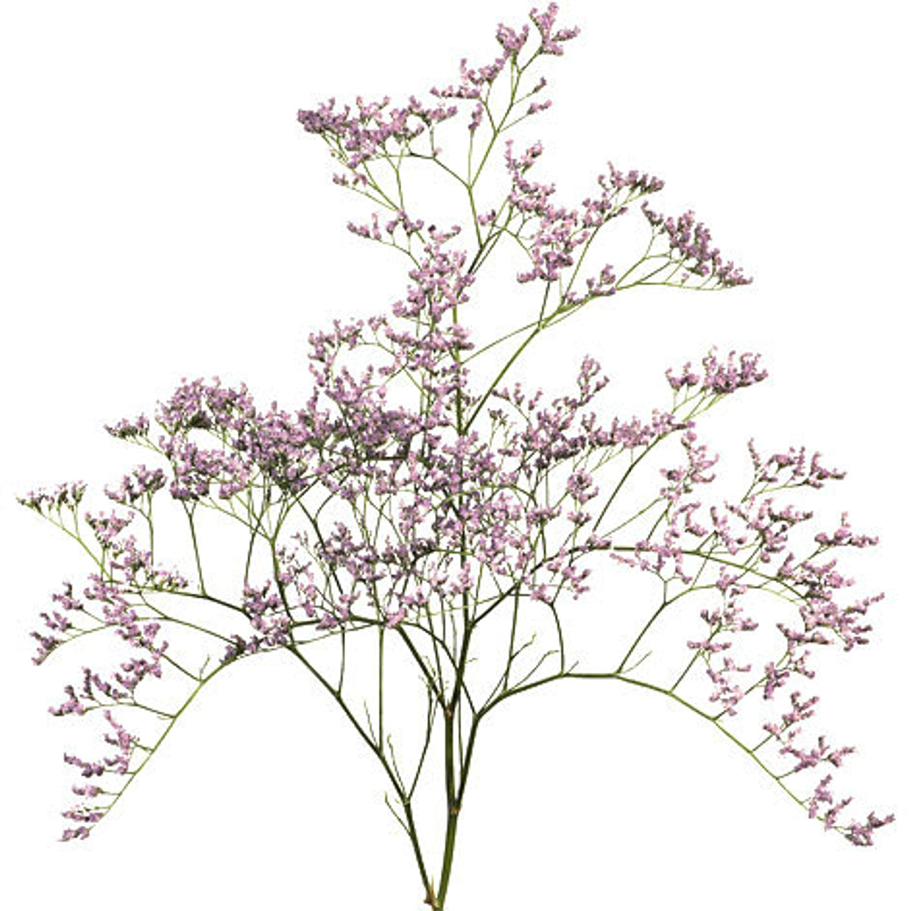 Estatice Tall Pink Emille, Loukykvět