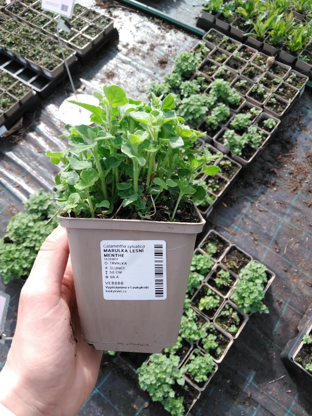 Metsäkalaminttu Menthe - 2024