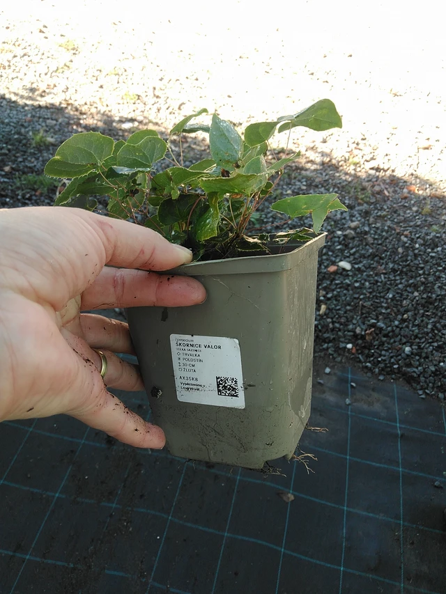 Epimedium Valor - 19. 8. 2025