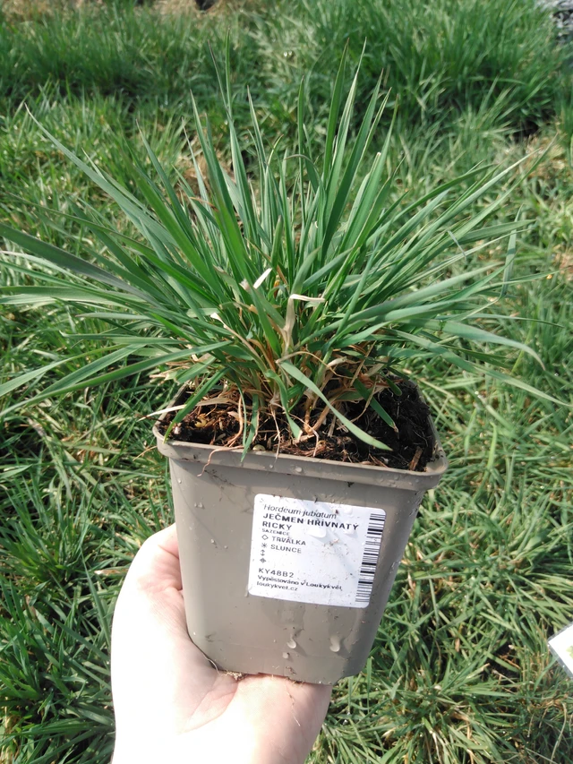 Partaohra Ricky - 3. 4. 2025