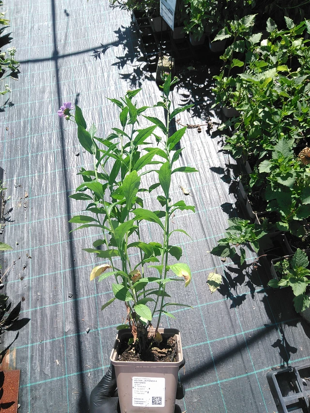 Tiukuasteri Antonia - 19. 8. 2025