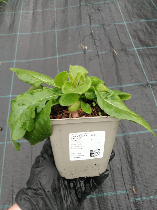 Ruusuruoho Red Knight - 10. 9. 2025