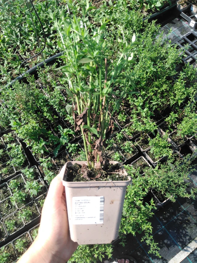 Kiinanasteri Ideal - 2024