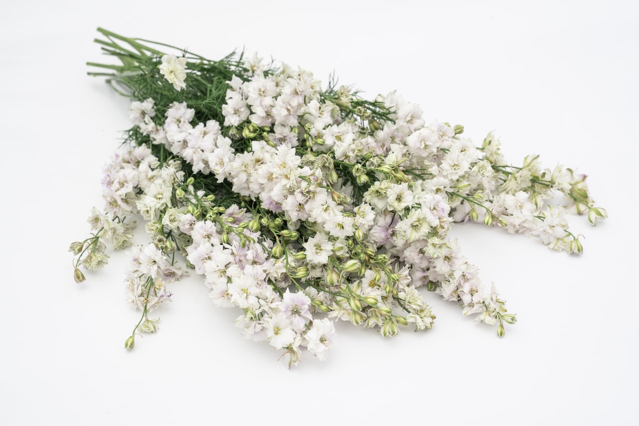 Larkspur Fancy Smokey Eyes, Loukykvět