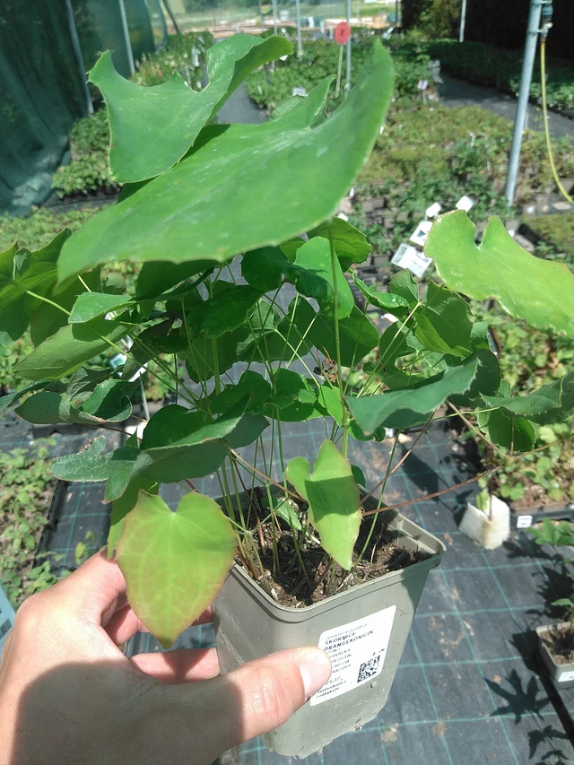 Epimedium Orangekönigin - 24. 6. 2025