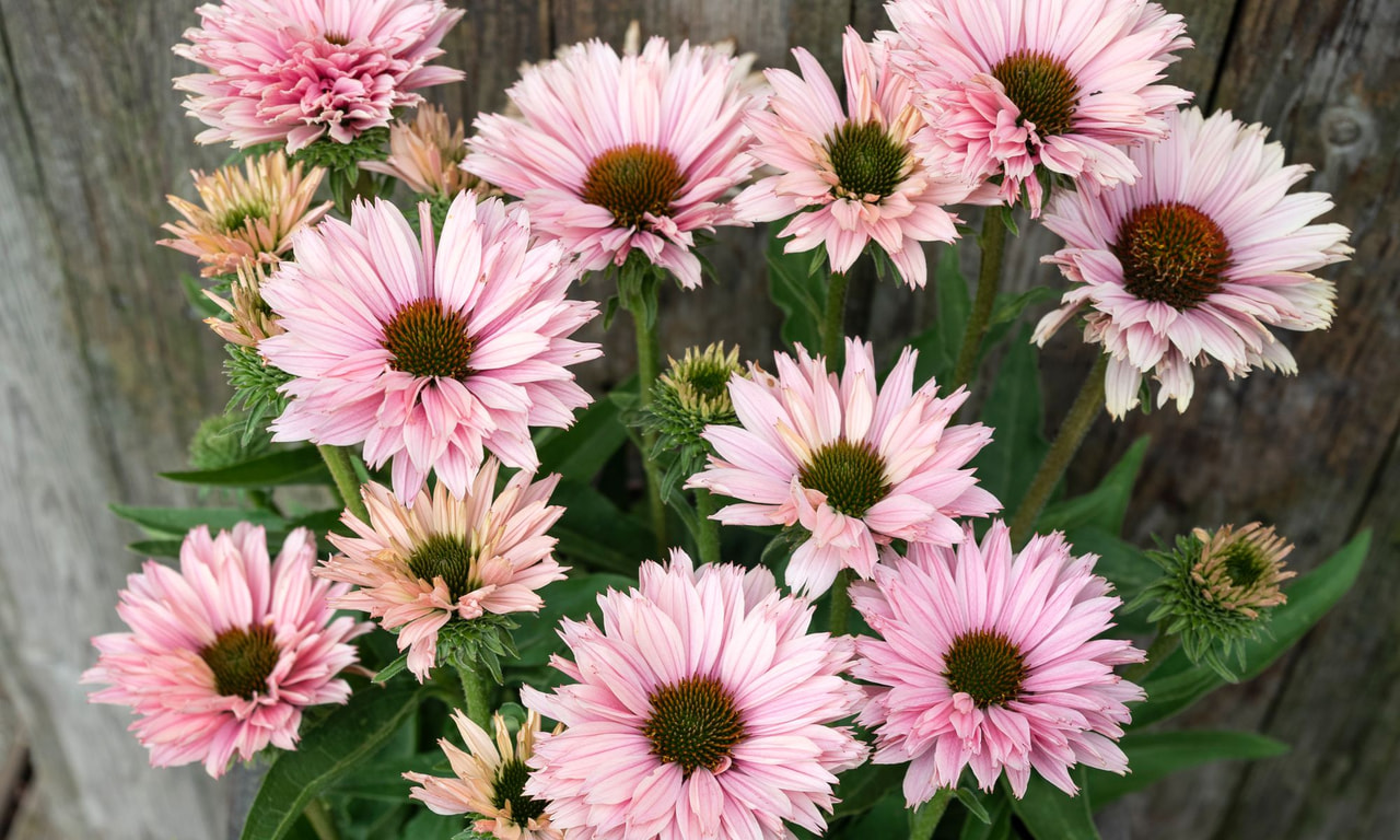 Echinacea SunSeekers Salmon, Loukykvět