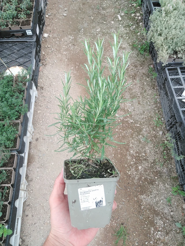 Rosmariini Hishtil Perigord - 1. 8. 2025