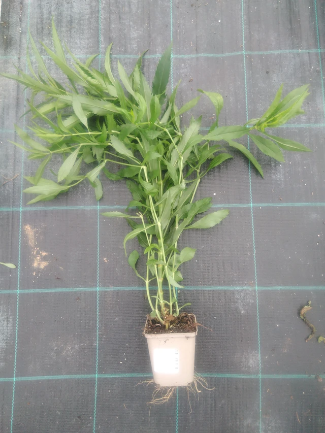 Kellopeippi Vivid - 2024