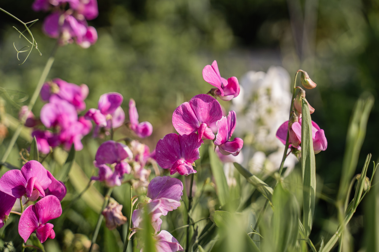 Tuoksuherne Pink Pearl, Loukykvět