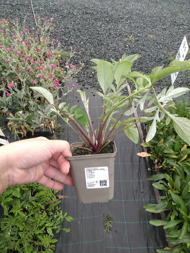 Ruiskaunokki Bright Rose - 11. 7. 2025