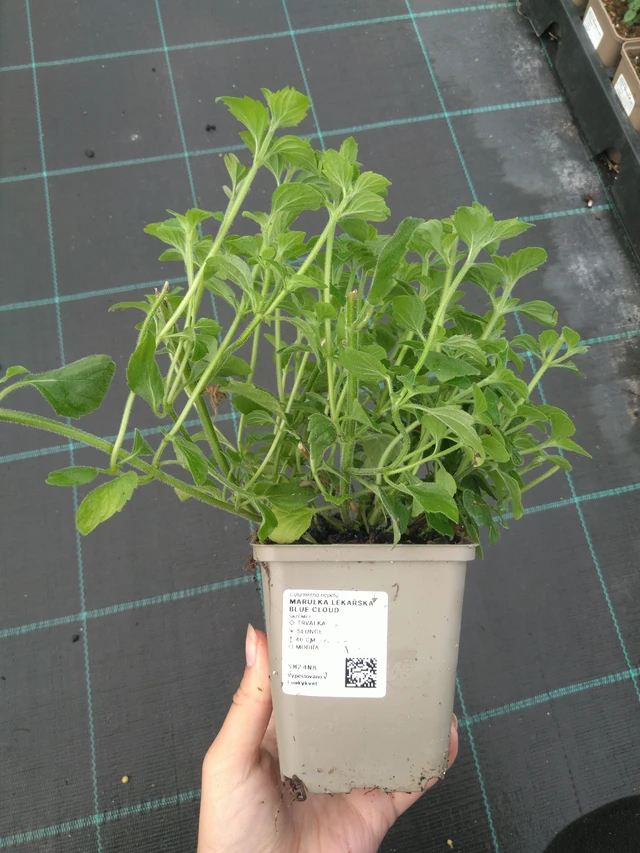 Kissanminttu Walker’s Low - 11. 7. 2025