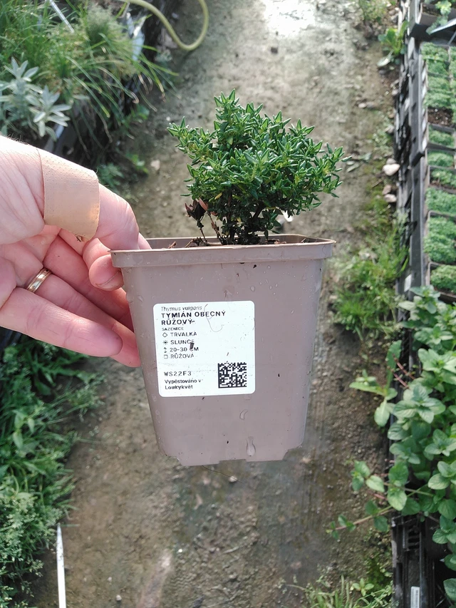 Tomillo rosa - 19. 8. 2025