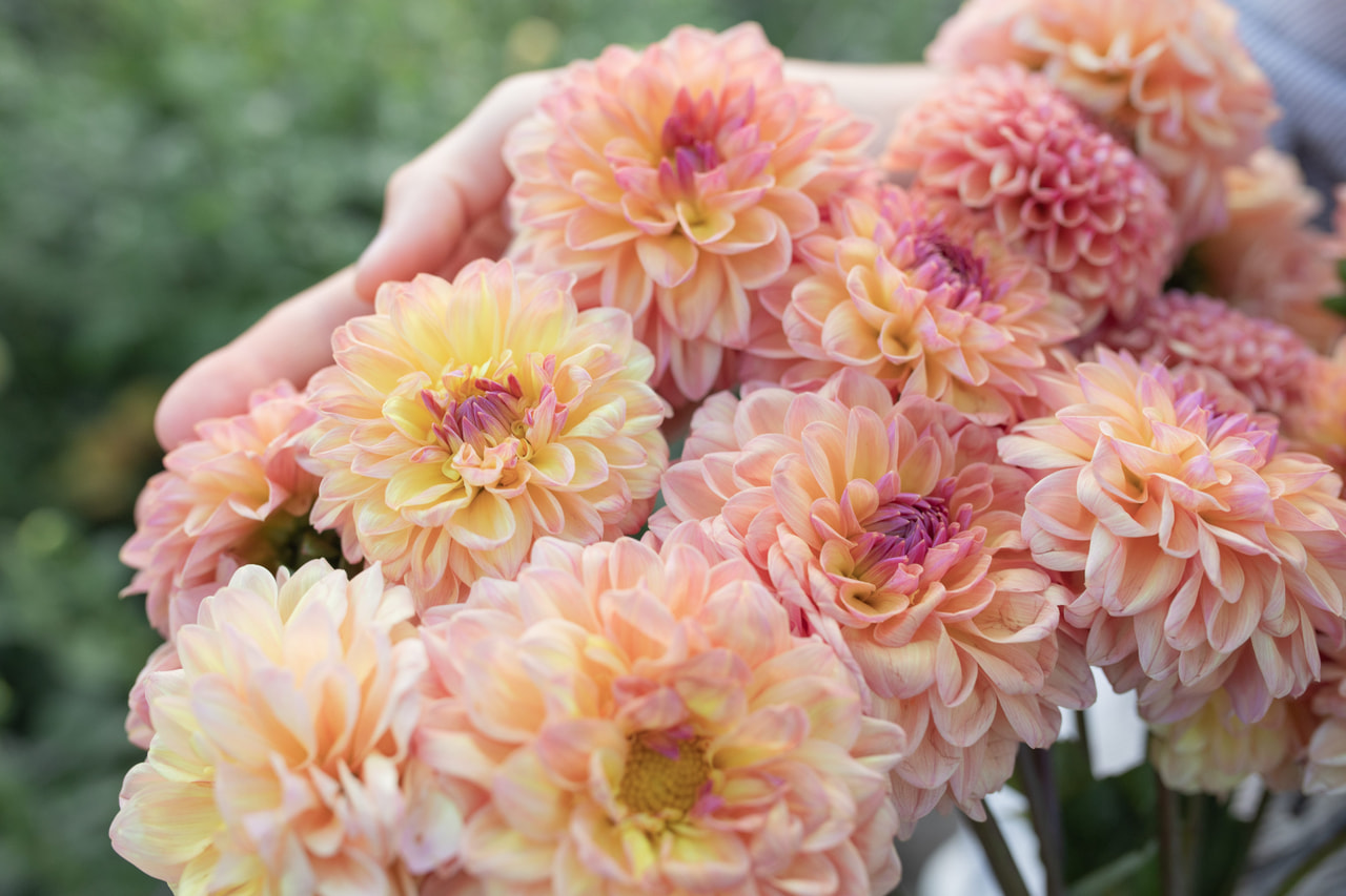 Daalia Moderato, Loukykvět