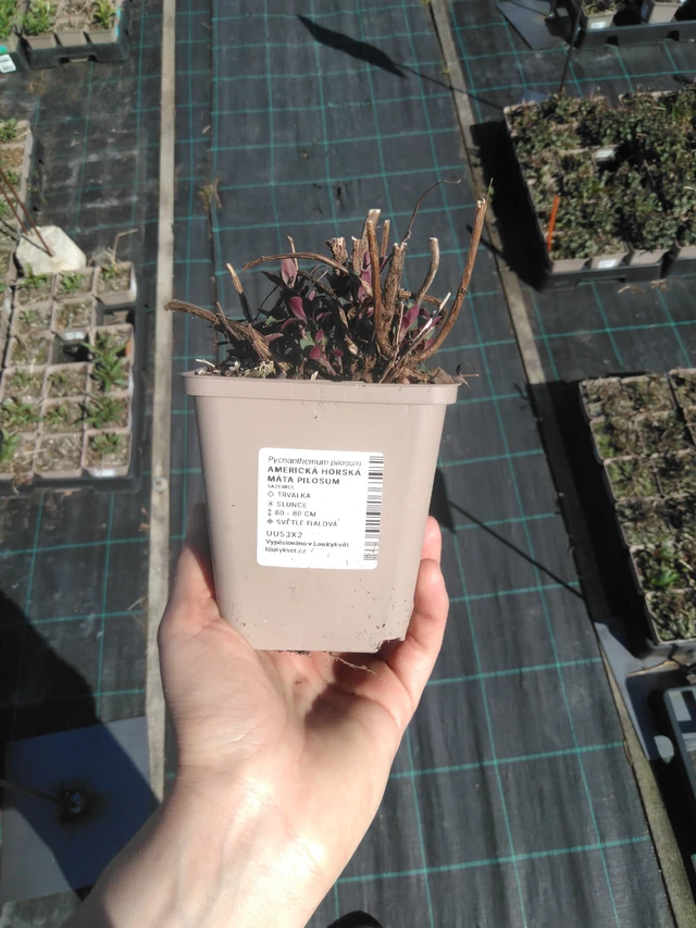 Menta de montaña americana Pilosum - 3. 4. 2025