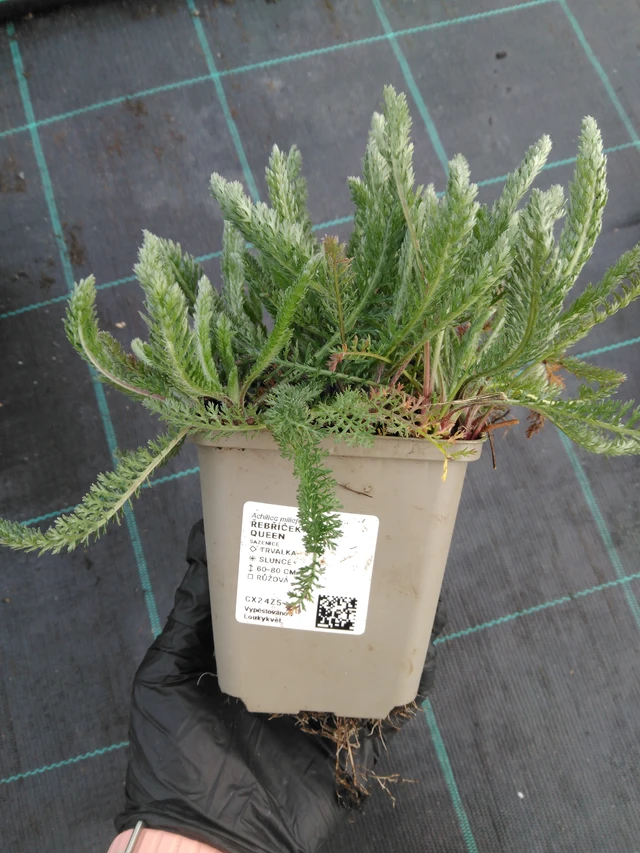 Siankärsämö Cerise Queen - 1. 4. 2026