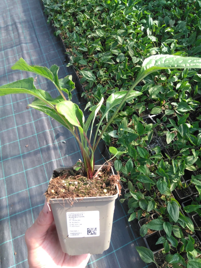 Punahattu Rubinstern - 20. 6. 2025