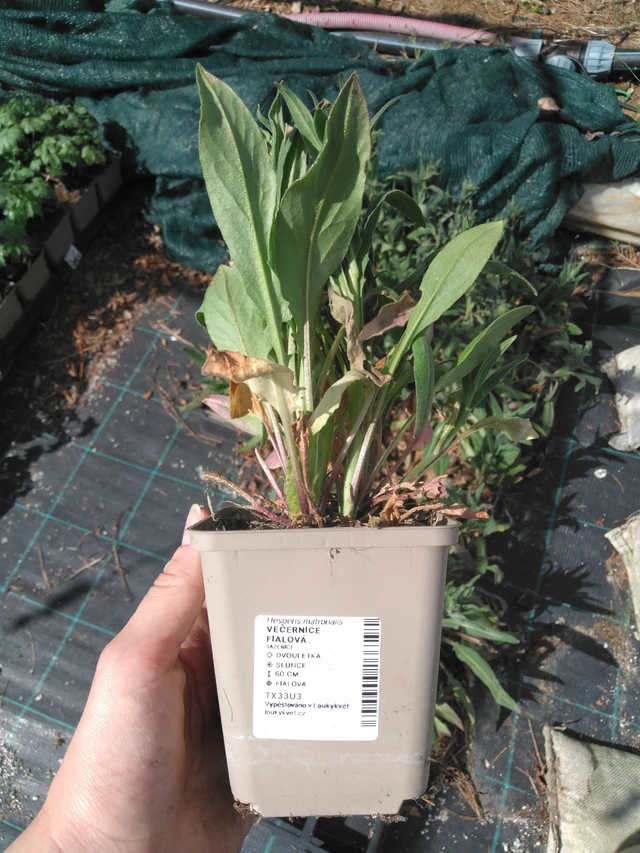 Illakko violetti - 2024