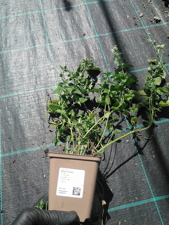 Kissanminttu Alba - 19. 8. 2025