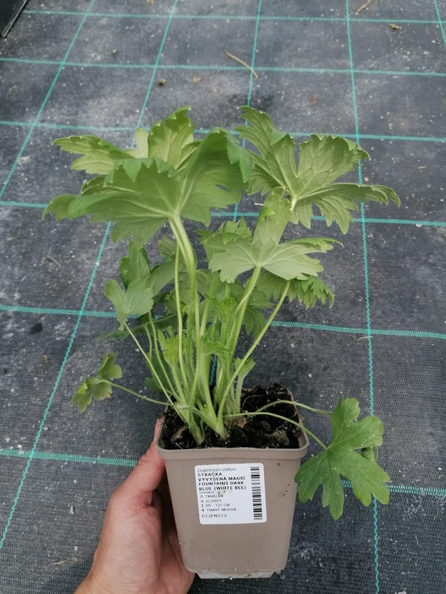 Espuela de caballero Magic Fountains Dark Blue (White Bee) - 2024