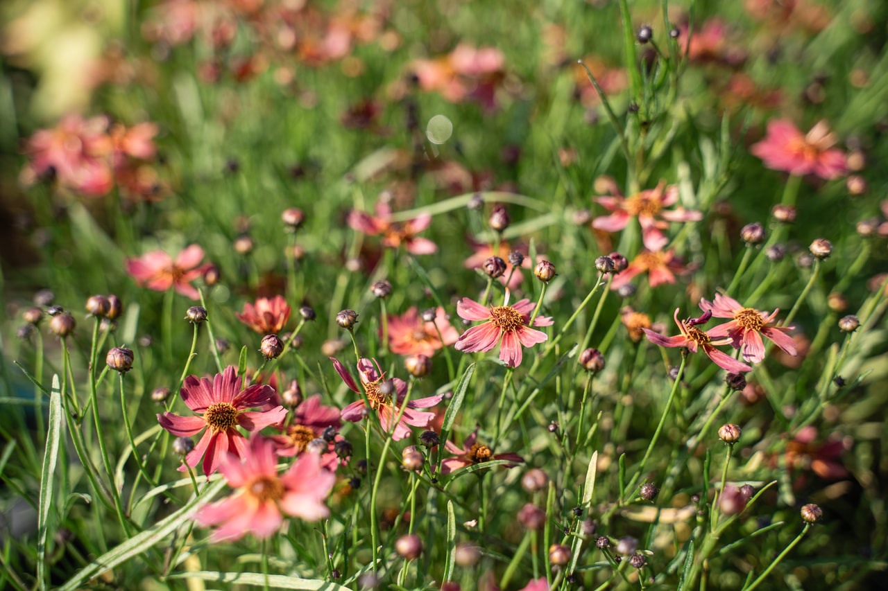 Coreopsis Limerock Dream, Loukykvět