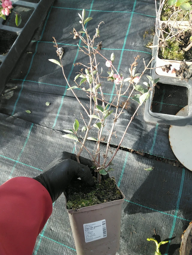 Lumimarja Magical Ruby Falls - 31. 10. 2025