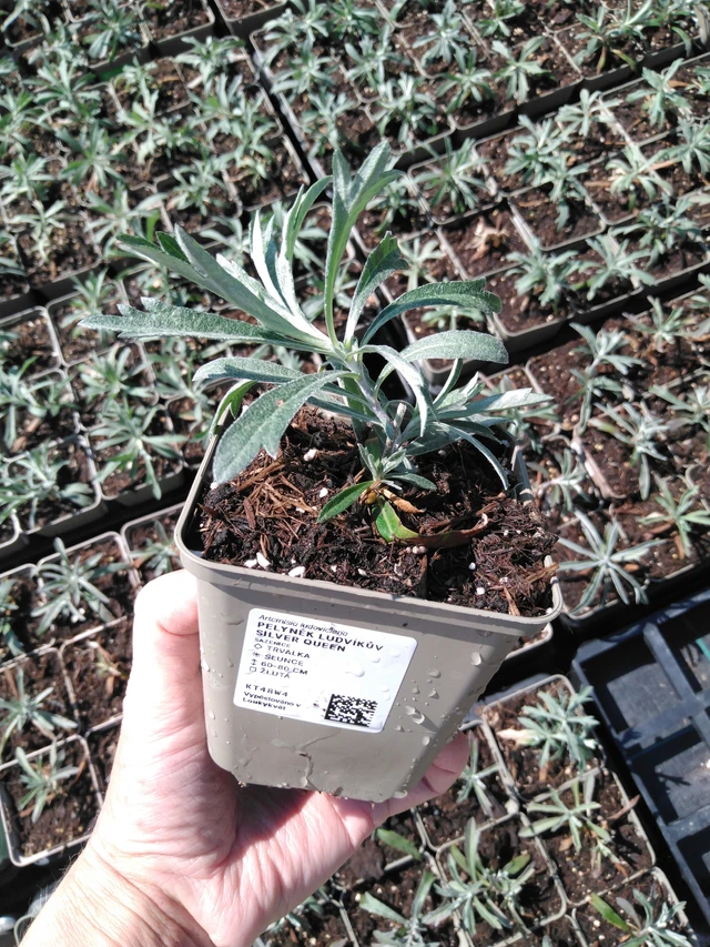 Artemisa Silver Queen - 13. 5. 2025